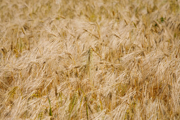 Barley field