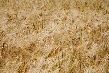 Barley field