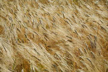Barley field