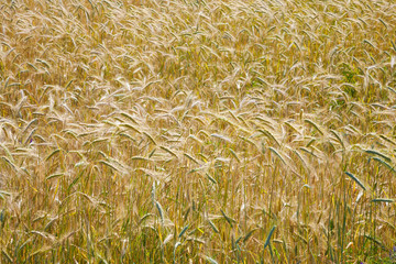 Barley field