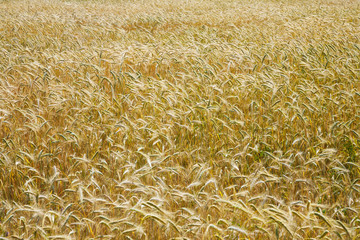 Barley field