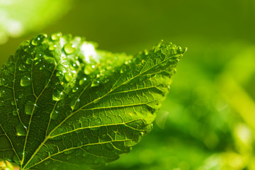 Green leaves with water droplets. Nature background