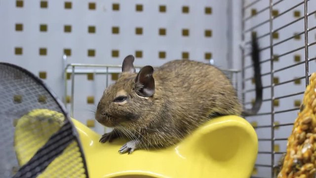 squirrel degu close up. animal hamster, squirrel degu