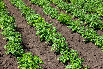 Fototapeta na wymiar Green leaves on potatoes in the garden