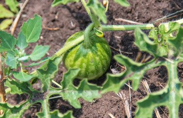 Little green watermelon in the garden