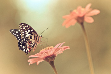 butterfly on flower