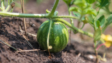 Little green watermelon in the garden