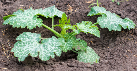 Zucchini plant in the garden
