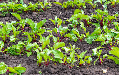 Beet leaves in the ground in the garden