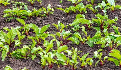 Beet leaves in the ground in the garden