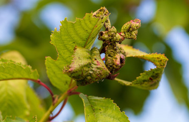 Aphids eat leaves on cherry branches