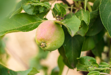 Green apples on the branches of a tree in the garden