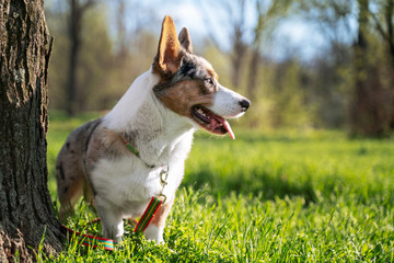 cute dog pembroke welsh cardigan  in the park outside
