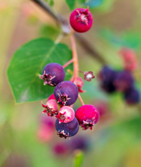 shadberry growing in a garden in nature