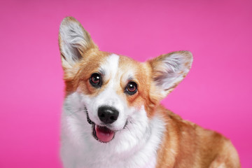 portrait of amazing healthy and happy smart pembroke welsh corgi in the photo studio on the pink background
