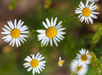 Obraz premium White daisy flowers on nature
