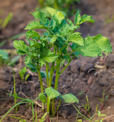 Green leaves on potatoes in the garden