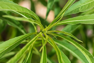 Fototapeta premium Green leaves on the plant as background