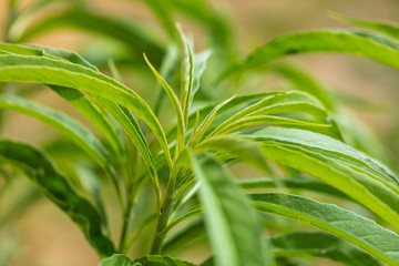 Green leaves on the plant as background