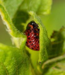 Red Colorado beetles on potato leaves