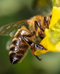 Bee on a yellow flower in nature