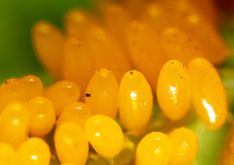 Yellow eggs of the Colorado potato beetle on potato leaves
