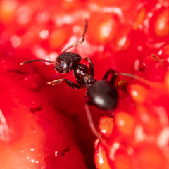 The ant crawls on a red strawberry