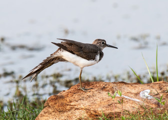 Sandpipper on the shore of the lake