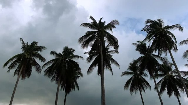 Group of beautiful palm trees or coconut trees with the fronds blowing in the wind. The sky is blue with white puffy clouds