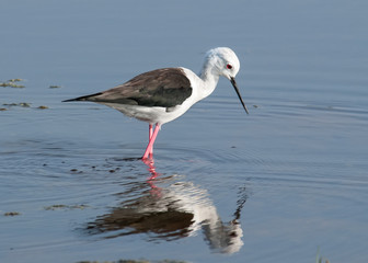 Sandpiper