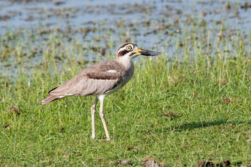 Obraz premium Great thick knee