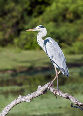 Grey heron