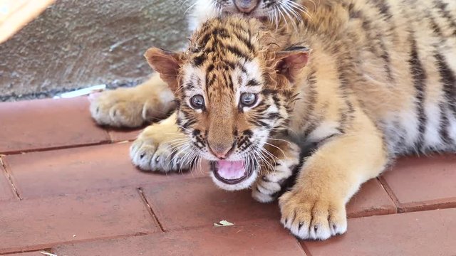 Close up video of tiger baby lying on ground, frightened expression, rage and roar, beautiful and dangerous animal, 4K footage, slow motion.