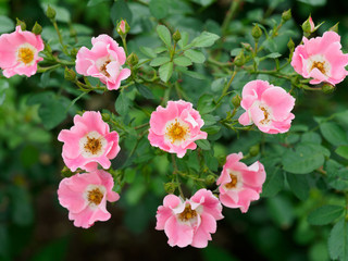 可愛い桃色のミニバラ