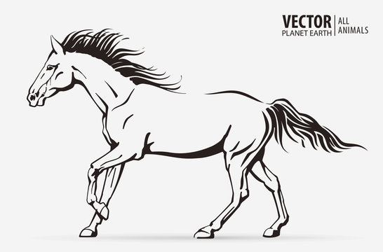 Silhouette of a running horse. Galloping animal. Logo. Champion. Sport. Isolated on a background. Vector illustration