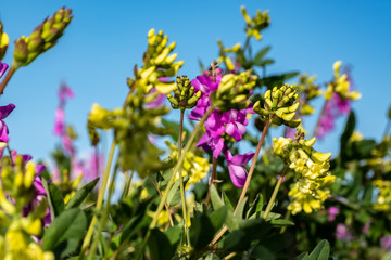 Fototapeta premium summer in the tundra, wildflowers