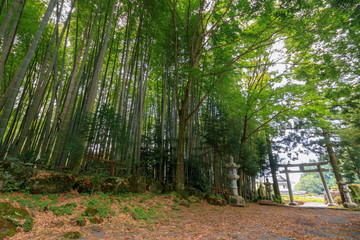 国造神社　参道　熊本県阿蘇市