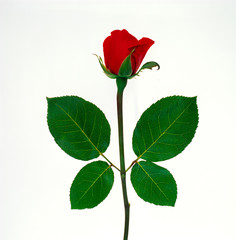 A studio close up graphic portrait of a single red rose