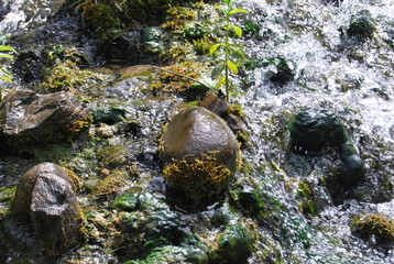 stream in the forest