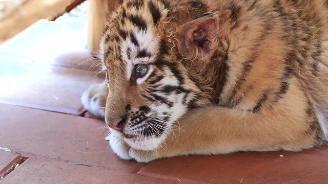 Close up video of tiger baby lying on ground, tired expression, big eyes looking around, beautiful and dangerous animal, 4K footage, slow motion.