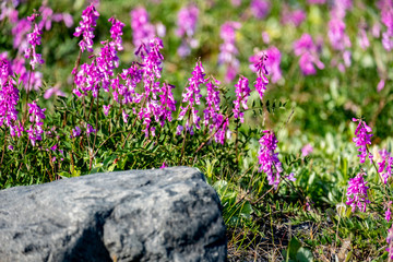 summer in the tundra, wildflowers