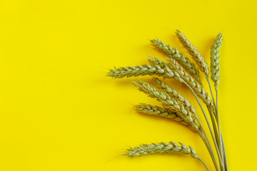 Detailed wheat ears, oats or barley on a yellow background. Natural ingredient element. Healthy...