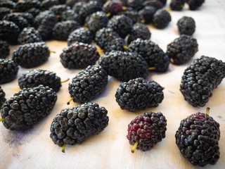 Close view on mulberry berries lying on a cotton fabric 