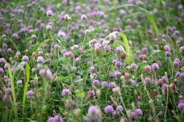 Obraz premium 約束