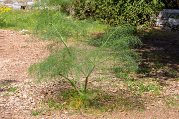 The plant (Ferula communis) grows close-up