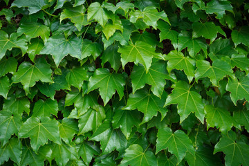 Fototapeta na wymiar Green boston ivy leaves cover a wall. Nature pattern background.