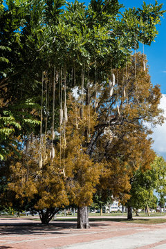 Leberwurstbaum, Kigelia africana;  Ein Tropenbaumgew&auml;chs mit wurstf&ouml;rmigen Fr&uuml;chten.