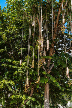 Leberwurstbaum, Kigelia africana;  Ein Tropenbaumgew&auml;chs mit wurstf&ouml;rmigen Fr&uuml;chten.