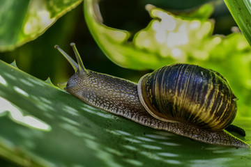 caracol