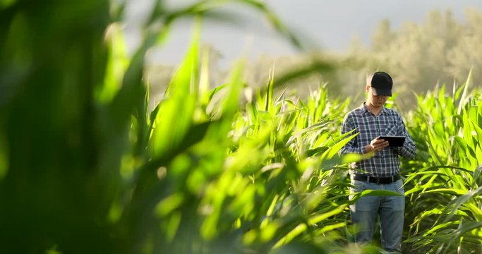 Farmer using digital tablet computer, cultivated corn plantation in background. Modern technology application in agricultural growing activity concept.